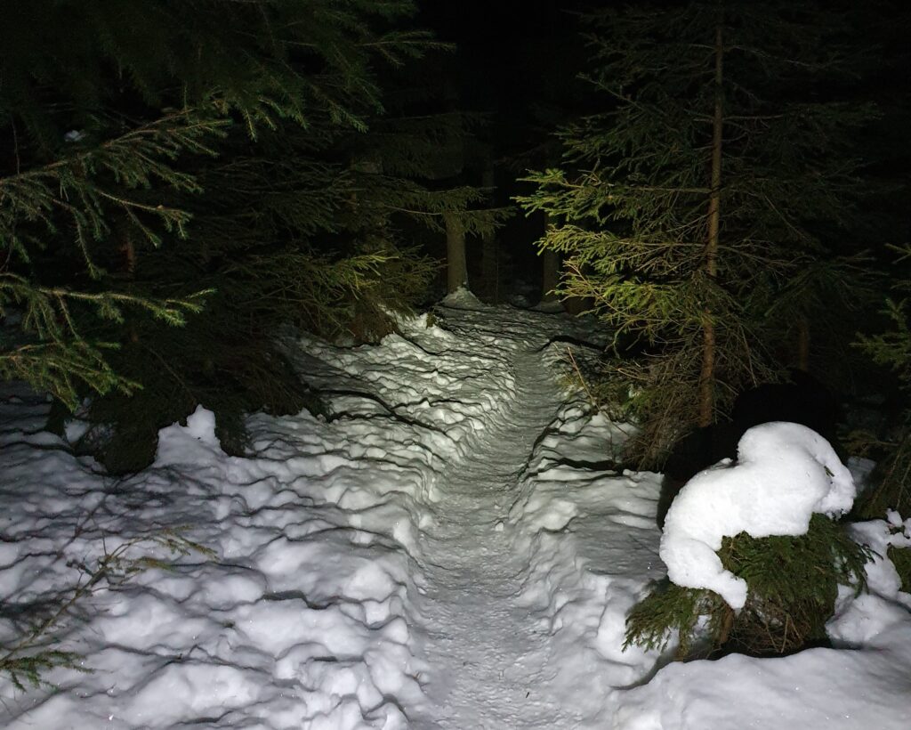 Sentrert lys i skogen 