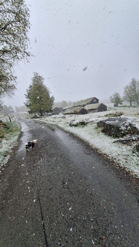 Gamle laftede hus i Innerdalen.