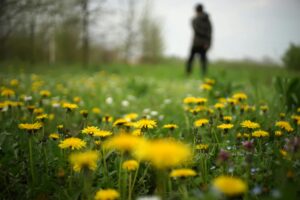 Blomstereng med løvetann i forgrunn og konturene av et menneske som går i bakgrunnen.
