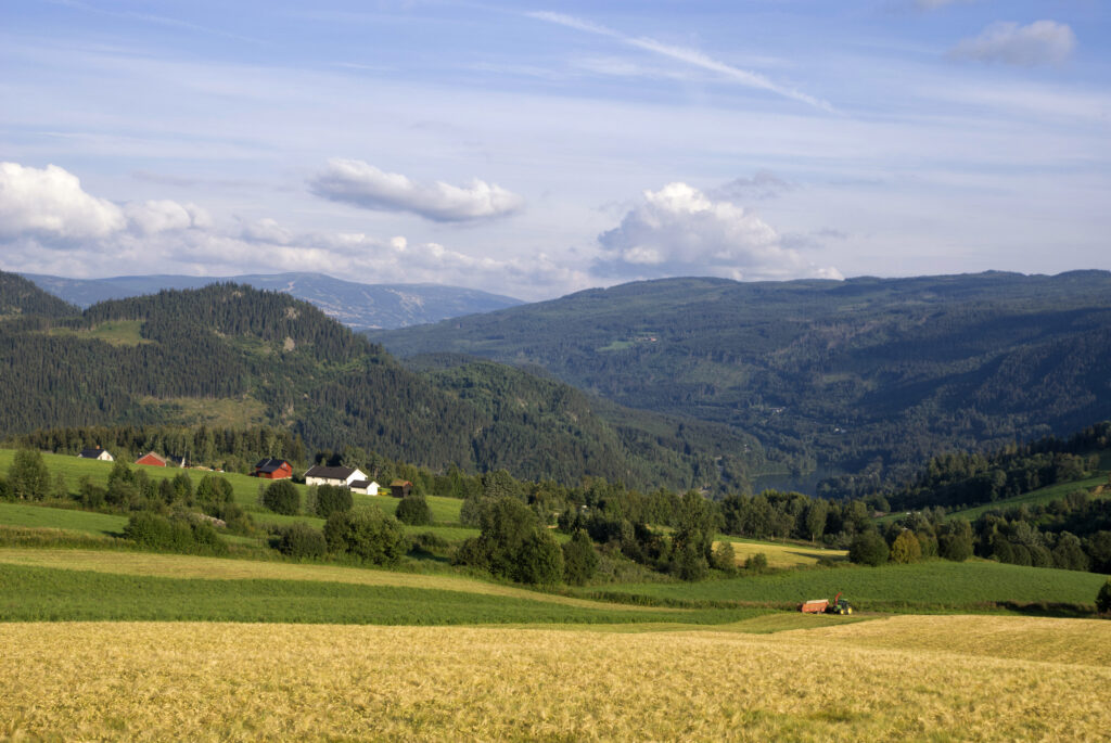 Gudbrandsdalens landskap i sol og under gul himmel. Med modne kornåkere, grønt gress og skogkledde åser.