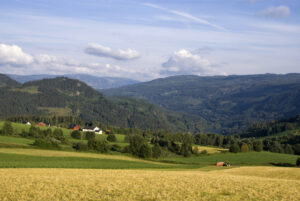 Gudbrandsdalens landskap i sol og under gul himmel. Med modne kornåkere, grønt gress og skogkledde åser.