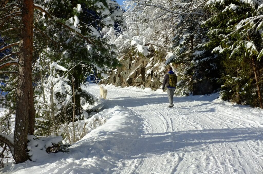 Turgåer og hund som går tur på snødekt skogsvei.