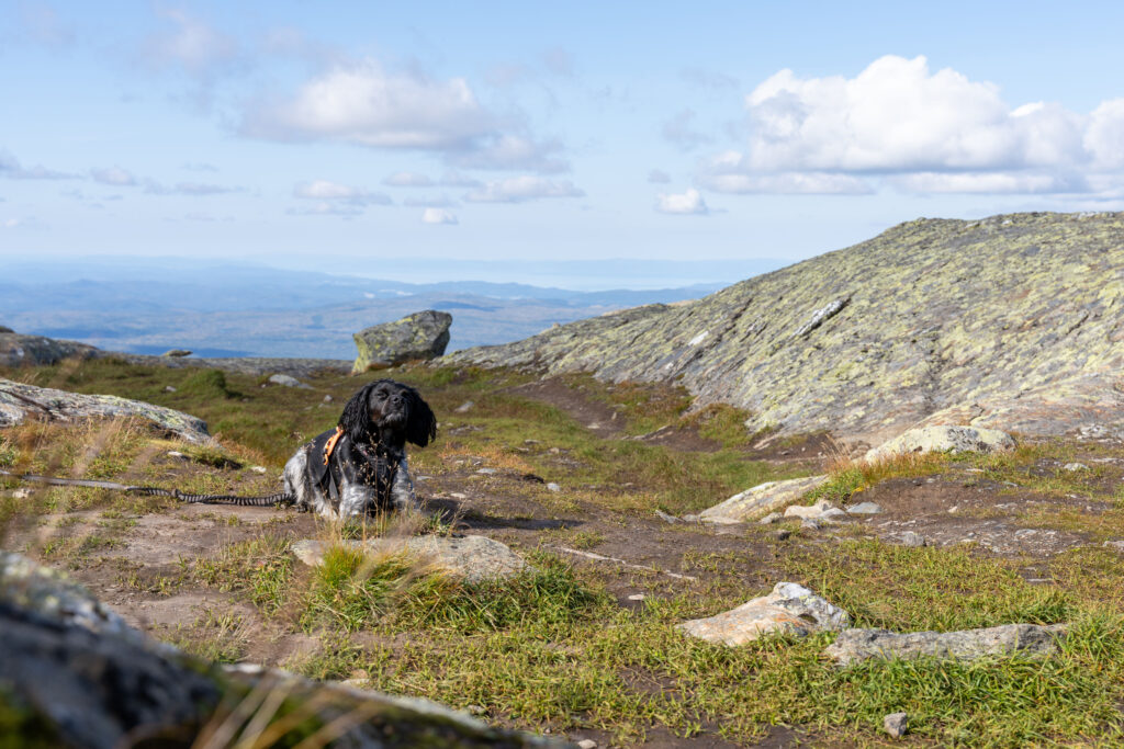 Hunden Pondus tar seg en hvil i fjellandskapet.