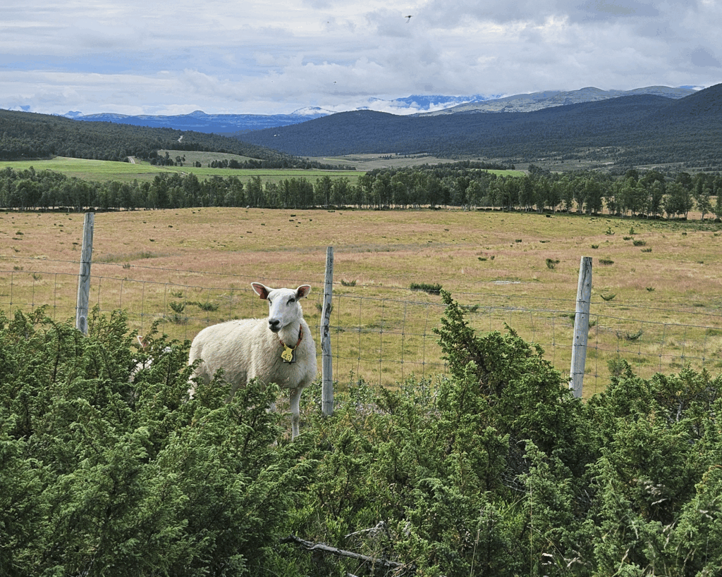 Åkerlandskap med skog og fjell i bakgrunn og en nysgjerrig sau i forgrunn.