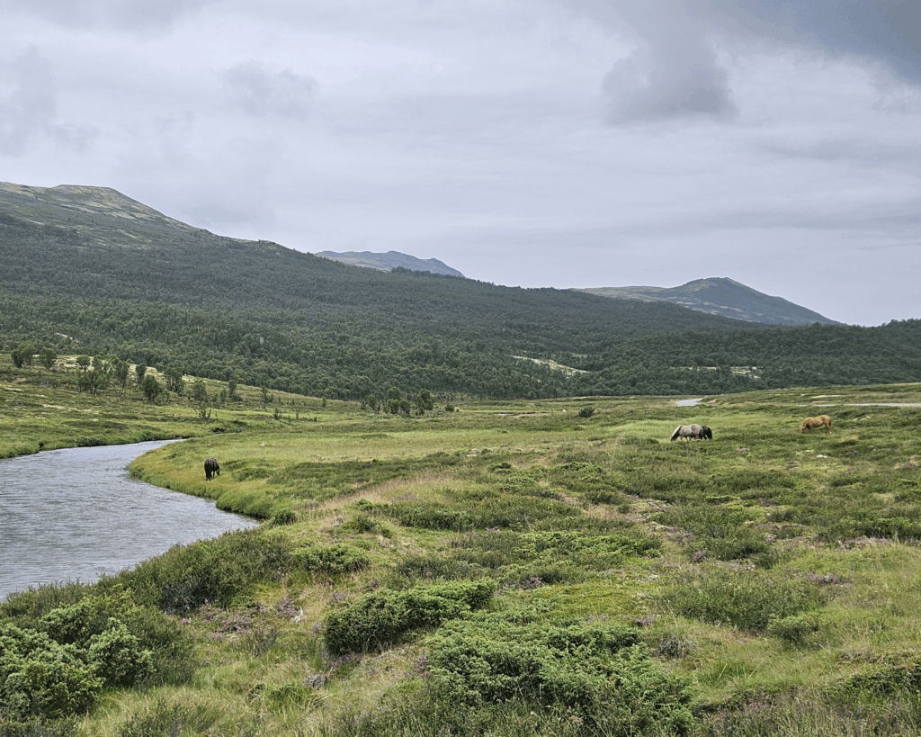 Tour de Dovre. Med grønne sletter og elver som renner gjennom landskapet, Med hester som beiter.