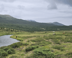Tour de Dovre. Med grønne sletter og elver som renner gjennom landskapet, Med hester som beiter.