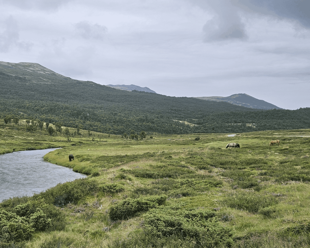 Tour de Dovre. Med grønne sletter og elver som renner gjennom landskapet, Med hester som beiter.