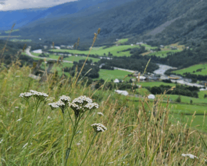 Tour de Dovre. Nærbilde av blomstereng med grønn dalføre i bakgrunn.