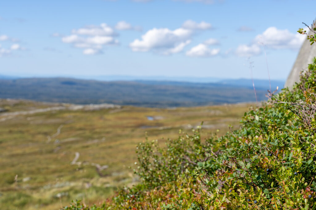 Grønt fjellandskap i horisonten og blå fjell i det fjerne. Blåbærlyng i forgrunn.