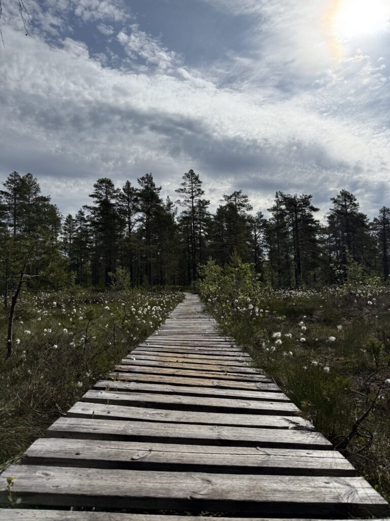 Plankebelagt sti over myr i Finnmarka.