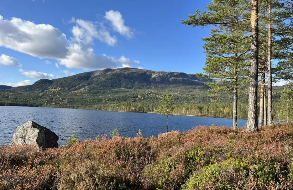 stille skogstjern omgitt av grønn ås, furutrær og lyng. Under en blå, lett skyet himmel. 