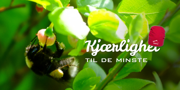 nærbilde av liten humle som koser seg med et spirende blåbar omgitt av grønn lyng. Med teksten "kjærlighet til de minste".