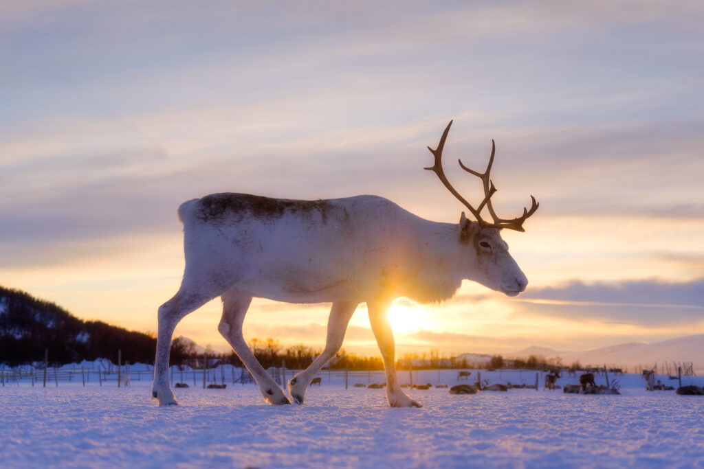 reinsdyr i skandinavia i snødekt vinterlandskap, med gul og lav soli horisonten.