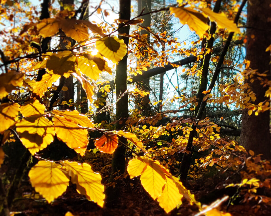 Skogen i høstfarger.