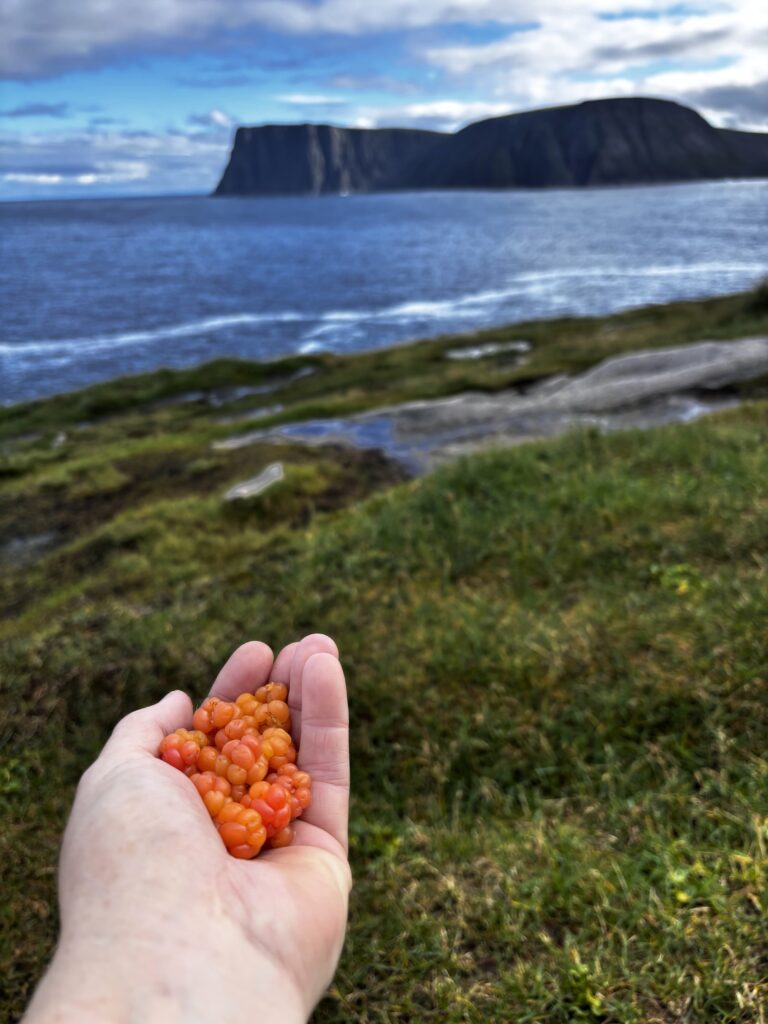 En hånd med molter ved kysten av Finnmark. Blå sjø og himmel. Grønn strandlinje,