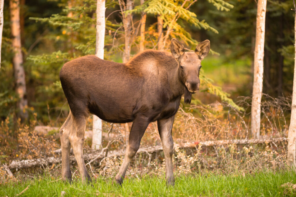 A young moose calf takes a moment to check my position while grazing