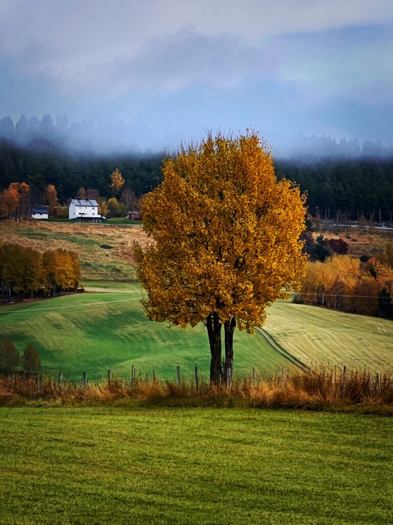 Løvtre i høstfarger omgitt av lesjas jorder.