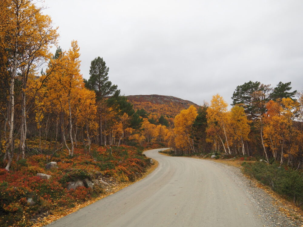 grusvei slynger seg gjennom løvskog kledd i høstfarger.