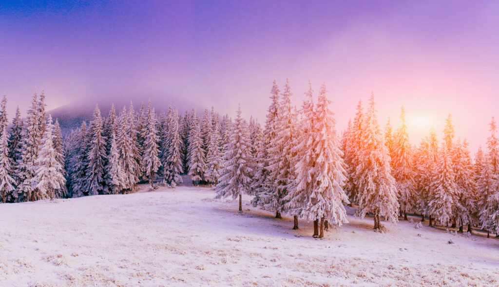 fabulous winter forest covered with snow, mountain landscape