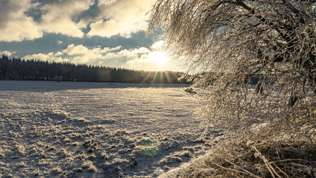 The sun rays falling on a snow-covered forest