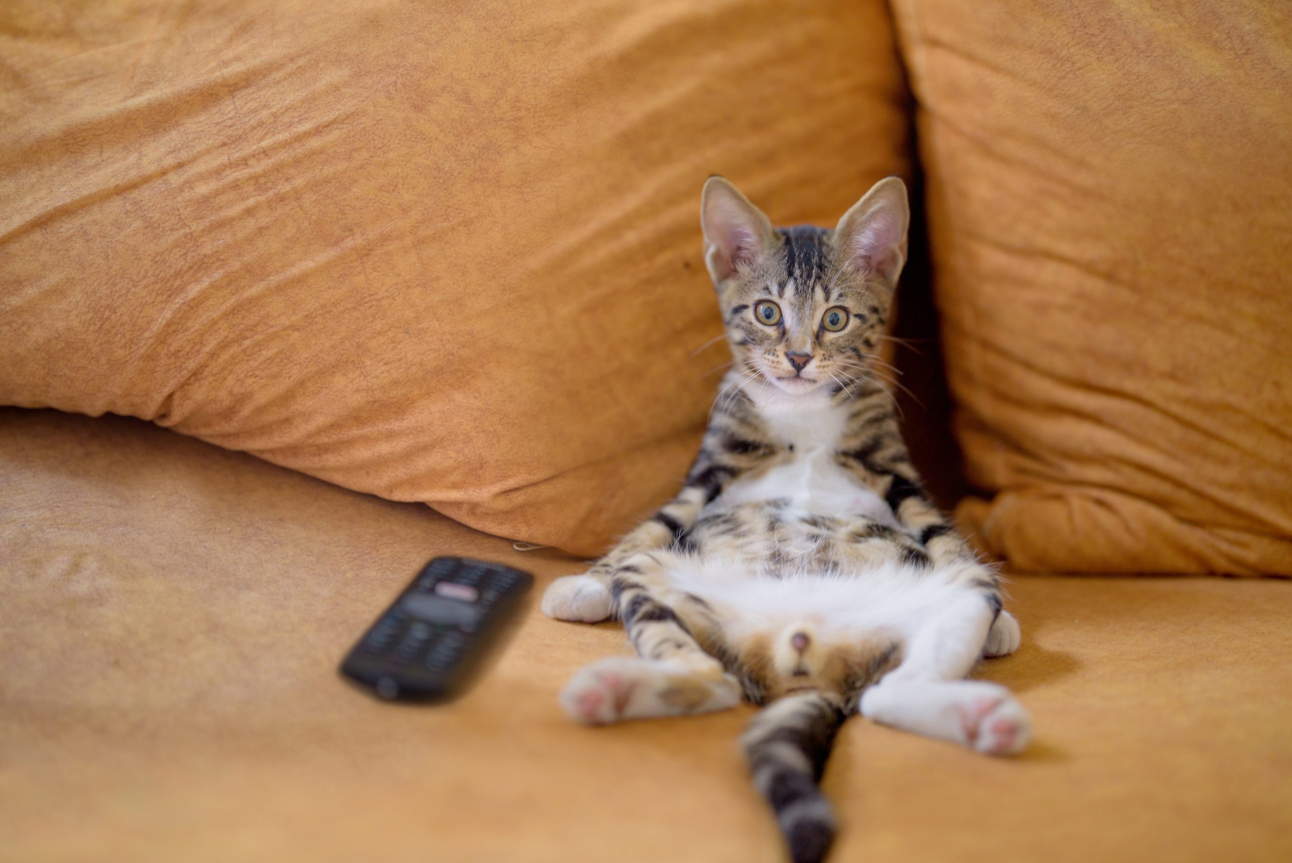 A closeup shot of an adorable little domestic cat lying on a couch