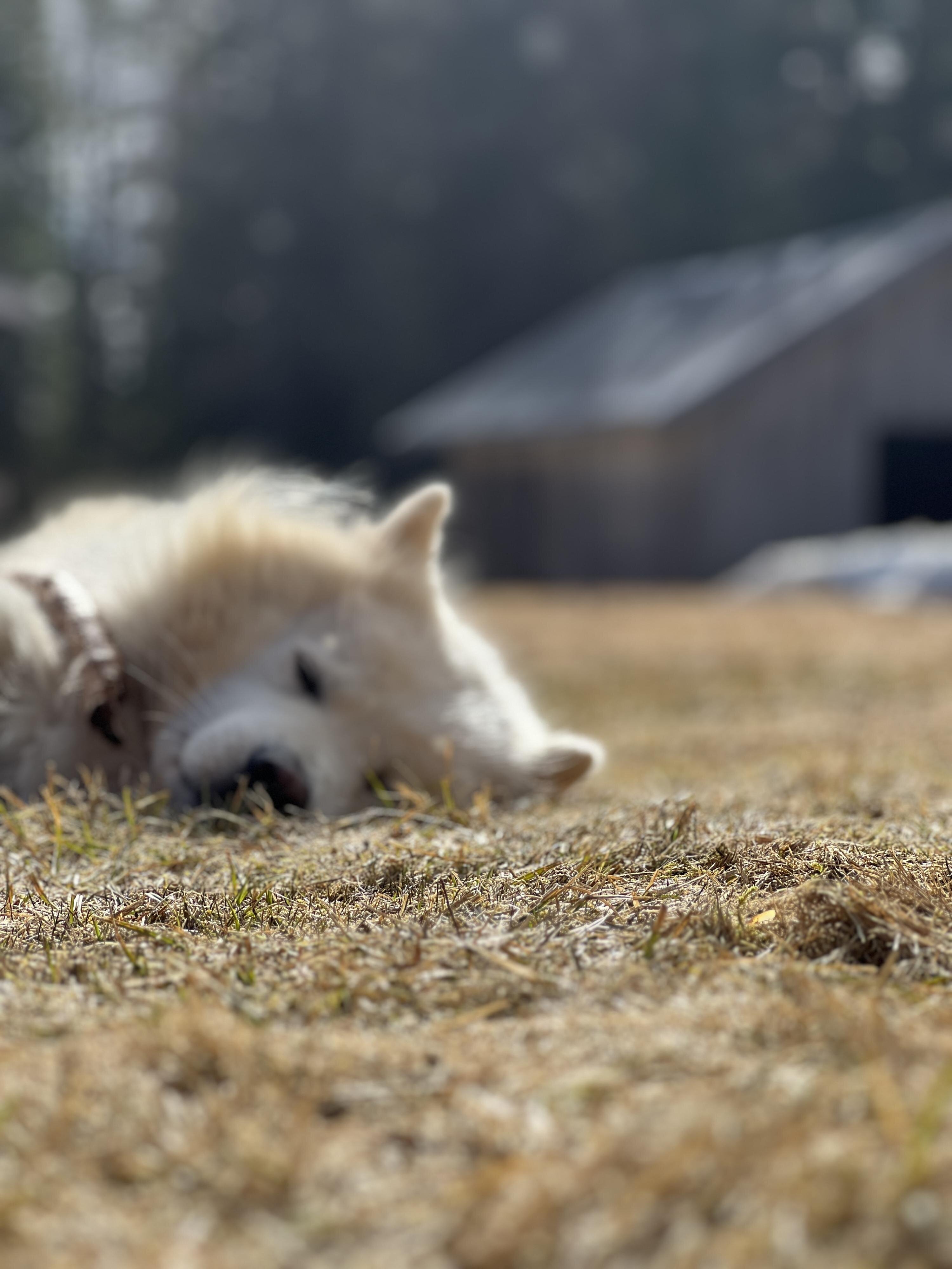 Siv Lilja cover photo